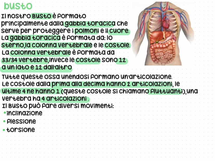 Anatomia del corpo umano
L'anatomia è lo studio del nostro corpo umano
L'anatomia è divisa in 3 parti: testa, Busto e arti
superiori e infer