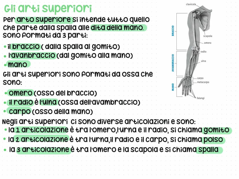 Anatomia del corpo umano
L'anatomia è lo studio del nostro corpo umano
L'anatomia è divisa in 3 parti: testa, Busto e arti
superiori e infer