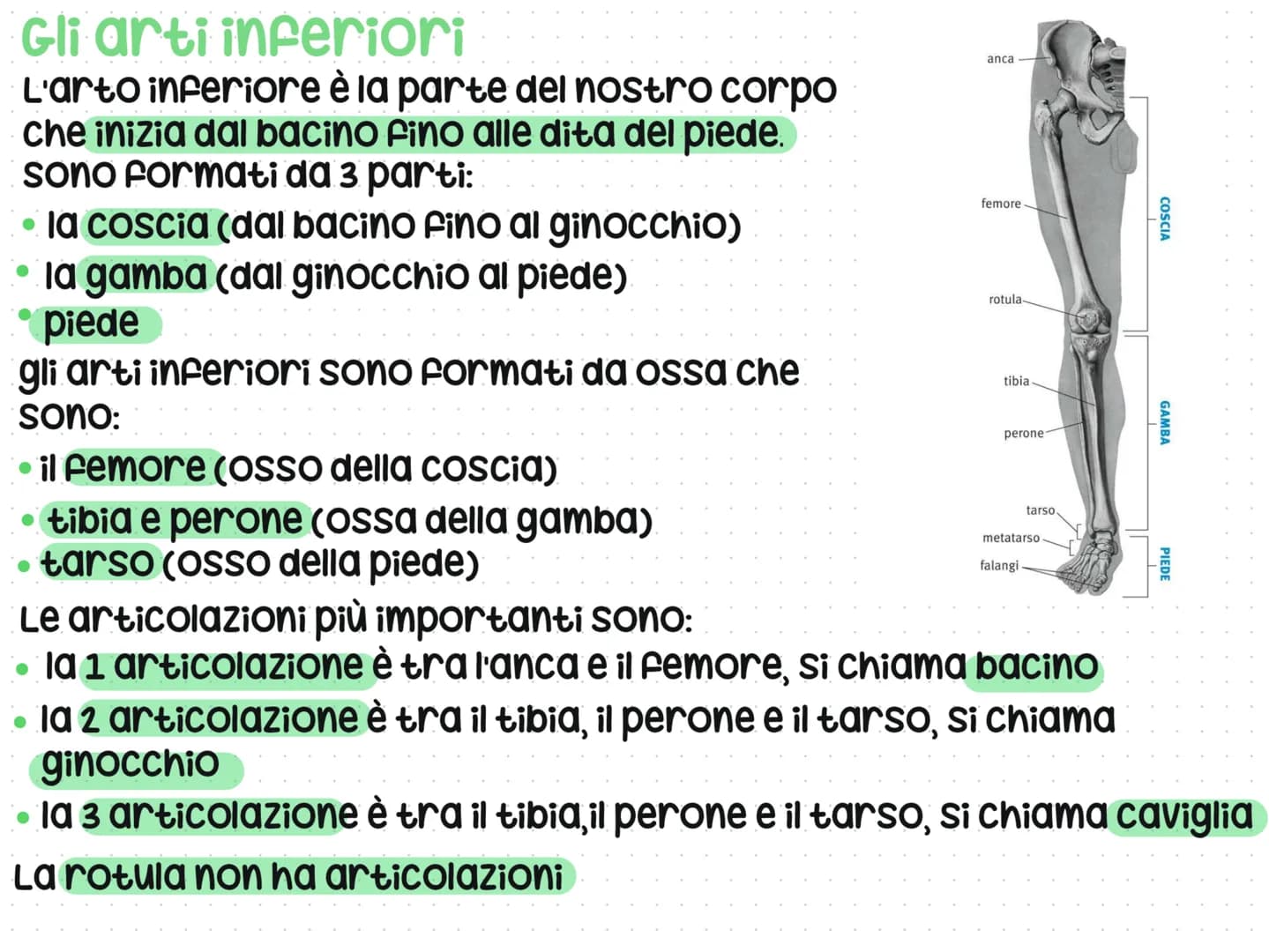 Anatomia del corpo umano
L'anatomia è lo studio del nostro corpo umano
L'anatomia è divisa in 3 parti: testa, Busto e arti
superiori e infer