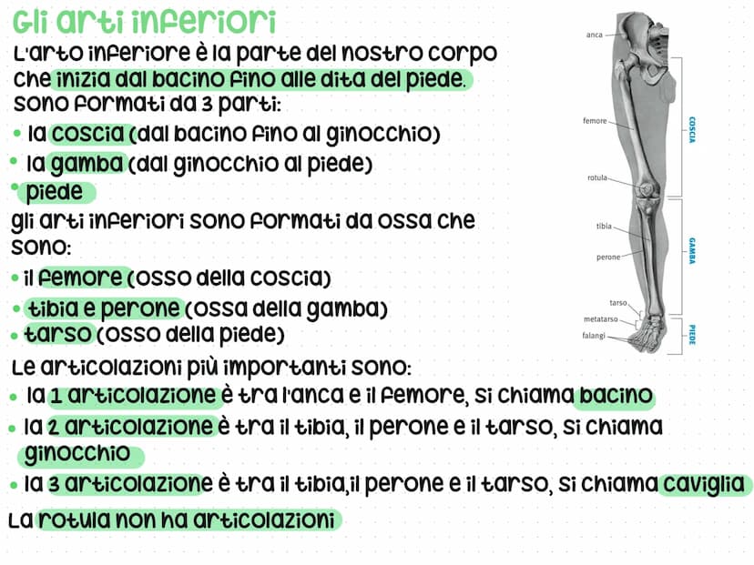Anatomia del corpo umano
L'anatomia è lo studio del nostro corpo umano
L'anatomia è divisa in 3 parti: testa, Busto e arti
superiori e infer