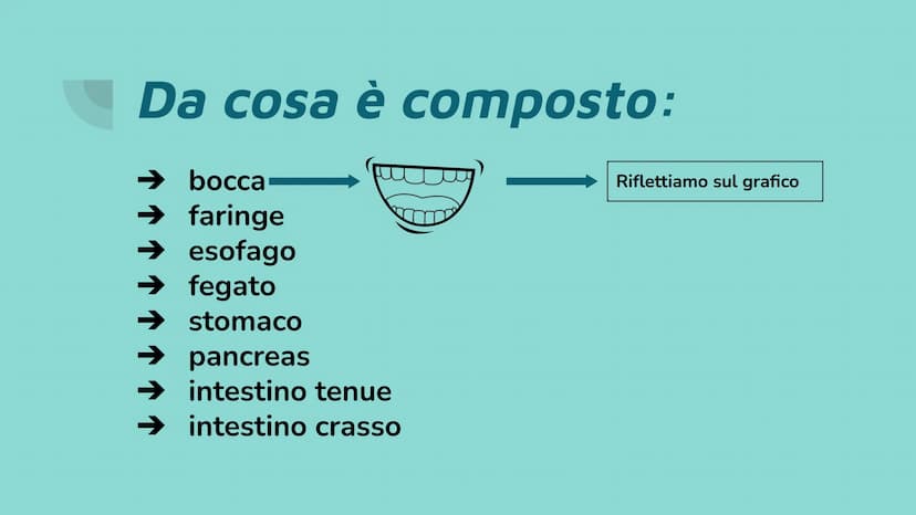 La bocca e la
digestione Da cosa è composto:
➜ bocca
→➜ faringe
→ esofago
➜ fegato
➜ stomaco
➜ pancreas
➜ intestino tenue
➜ intestino crasso