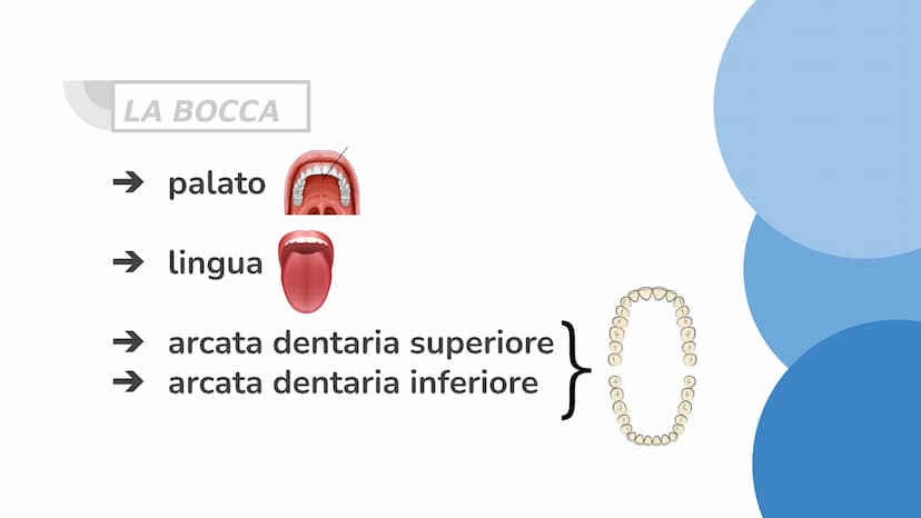 La bocca e la
digestione Da cosa è composto:
➜ bocca
→➜ faringe
→ esofago
➜ fegato
➜ stomaco
➜ pancreas
➜ intestino tenue
➜ intestino crasso