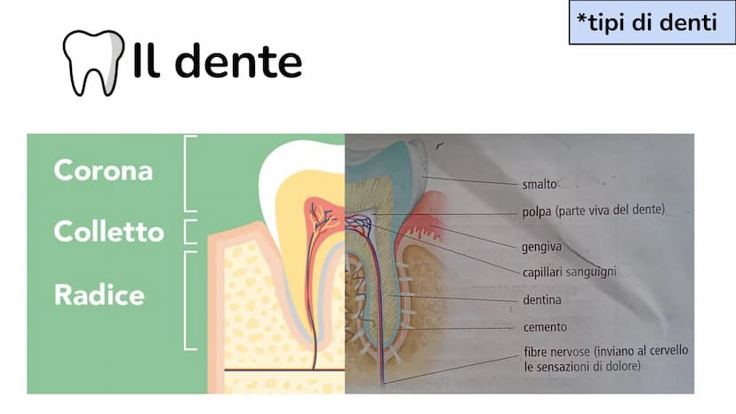 La bocca e la
digestione Da cosa è composto:
➜ bocca
→➜ faringe
→ esofago
➜ fegato
➜ stomaco
➜ pancreas
➜ intestino tenue
➜ intestino crasso