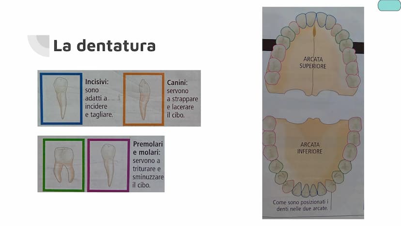La bocca e la
digestione Da cosa è composto:
➜ bocca
→➜ faringe
→ esofago
➜ fegato
➜ stomaco
➜ pancreas
➜ intestino tenue
➜ intestino crasso