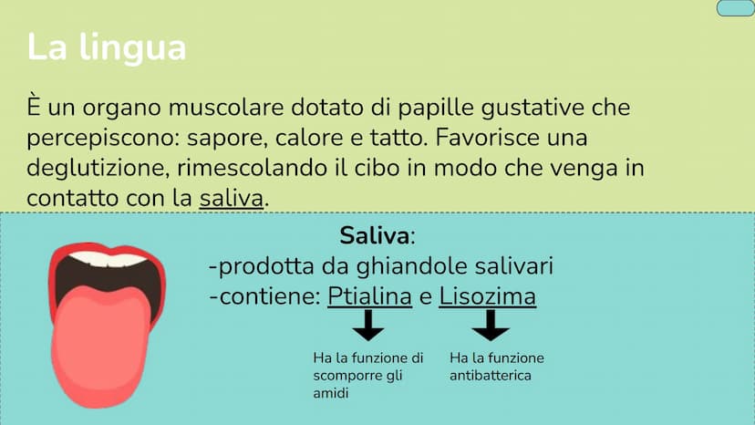 La bocca e la
digestione Da cosa è composto:
➜ bocca
→➜ faringe
→ esofago
➜ fegato
➜ stomaco
➜ pancreas
➜ intestino tenue
➜ intestino crasso