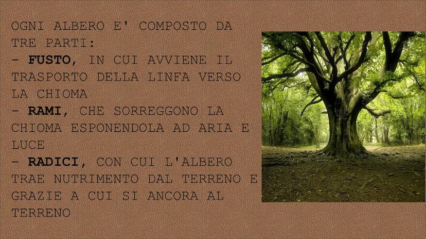 egn RISORSA NATURALE CHE L'UOMO
UTILIZZA DIRETTAMENTE PER
SODDISFARE I SUOI BISOGNI CIO' CHE SI RICAVA DAL TRONCO DEGLI
ALBERI SI DEFINISCE 