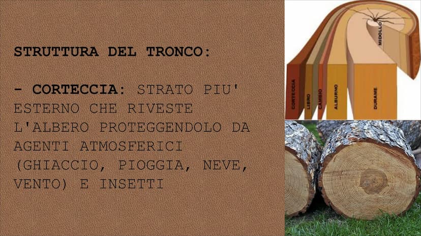 egn RISORSA NATURALE CHE L'UOMO
UTILIZZA DIRETTAMENTE PER
SODDISFARE I SUOI BISOGNI CIO' CHE SI RICAVA DAL TRONCO DEGLI
ALBERI SI DEFINISCE 