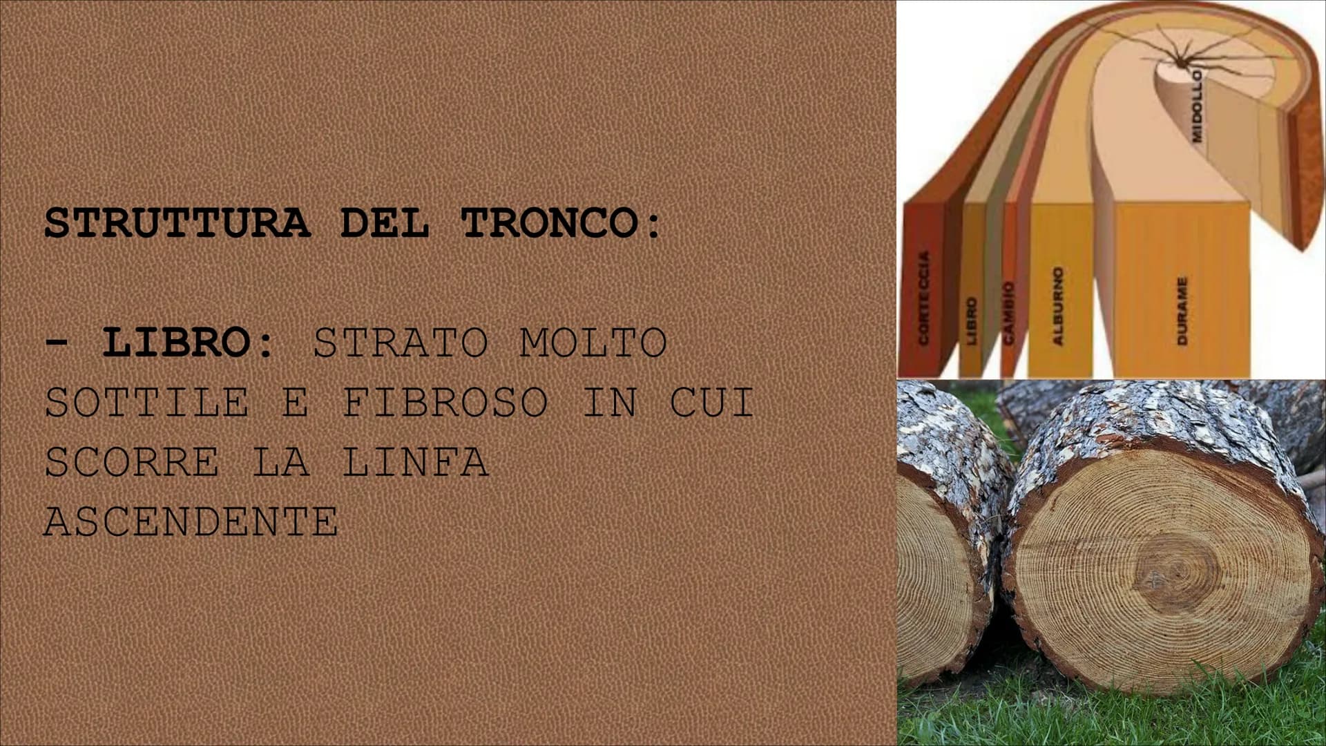 egn RISORSA NATURALE CHE L'UOMO
UTILIZZA DIRETTAMENTE PER
SODDISFARE I SUOI BISOGNI CIO' CHE SI RICAVA DAL TRONCO DEGLI
ALBERI SI DEFINISCE 