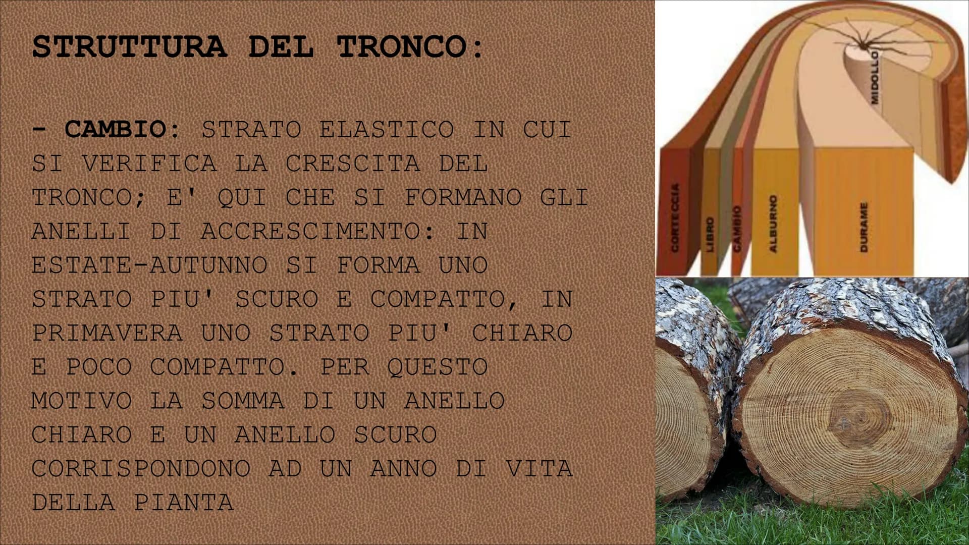 egn RISORSA NATURALE CHE L'UOMO
UTILIZZA DIRETTAMENTE PER
SODDISFARE I SUOI BISOGNI CIO' CHE SI RICAVA DAL TRONCO DEGLI
ALBERI SI DEFINISCE 