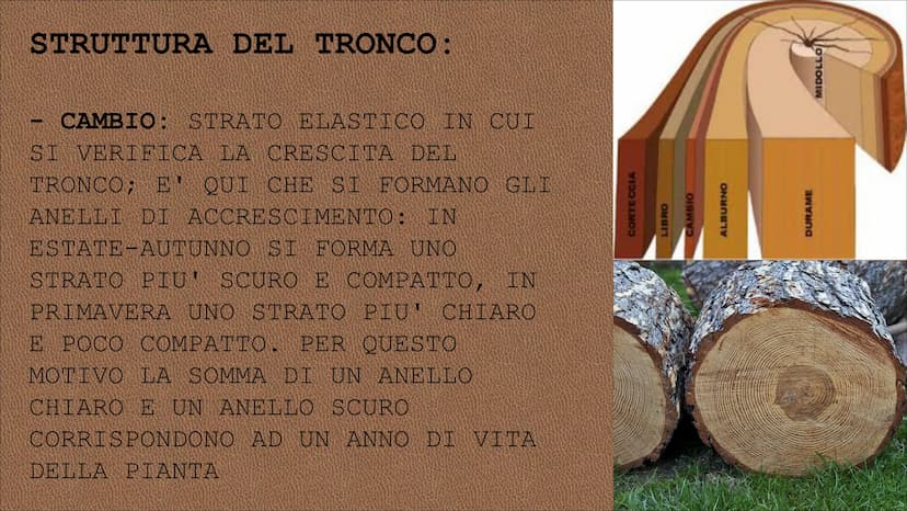 egn RISORSA NATURALE CHE L'UOMO
UTILIZZA DIRETTAMENTE PER
SODDISFARE I SUOI BISOGNI CIO' CHE SI RICAVA DAL TRONCO DEGLI
ALBERI SI DEFINISCE 