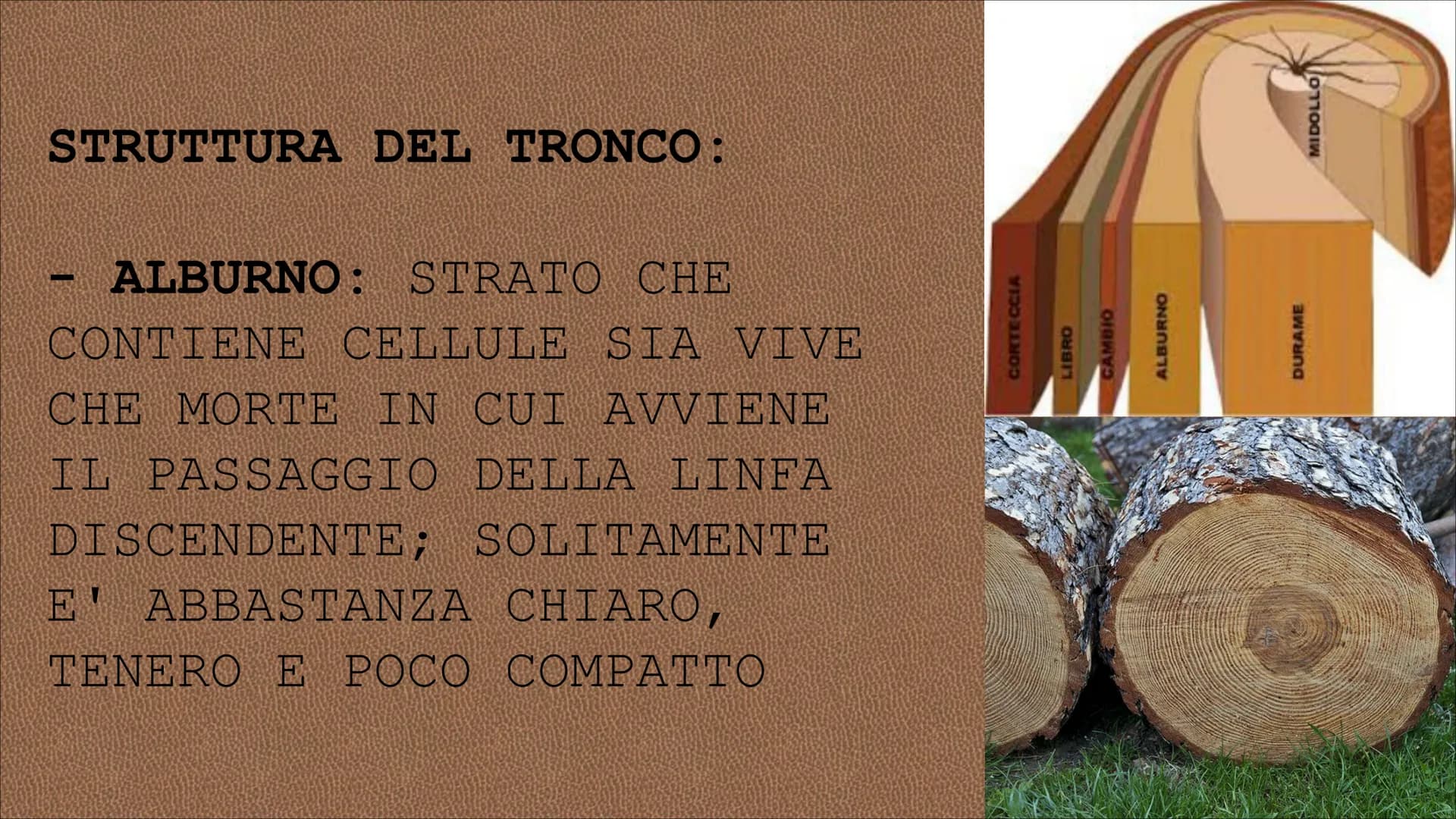 egn RISORSA NATURALE CHE L'UOMO
UTILIZZA DIRETTAMENTE PER
SODDISFARE I SUOI BISOGNI CIO' CHE SI RICAVA DAL TRONCO DEGLI
ALBERI SI DEFINISCE 