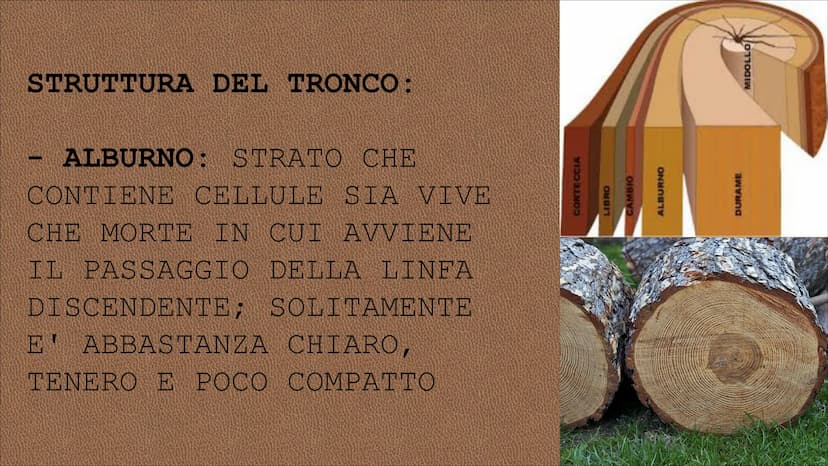 egn RISORSA NATURALE CHE L'UOMO
UTILIZZA DIRETTAMENTE PER
SODDISFARE I SUOI BISOGNI CIO' CHE SI RICAVA DAL TRONCO DEGLI
ALBERI SI DEFINISCE 