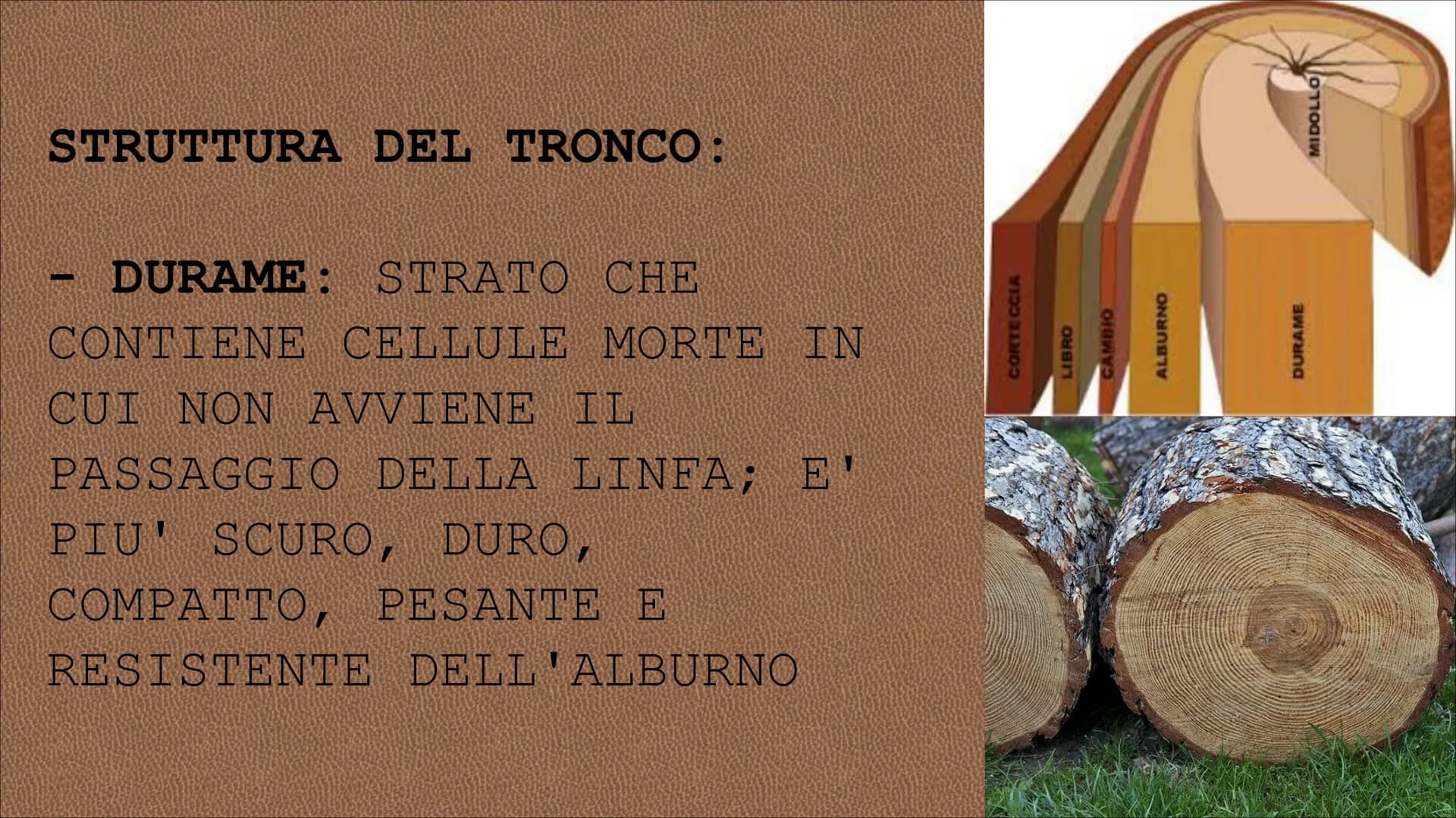 egn RISORSA NATURALE CHE L'UOMO
UTILIZZA DIRETTAMENTE PER
SODDISFARE I SUOI BISOGNI CIO' CHE SI RICAVA DAL TRONCO DEGLI
ALBERI SI DEFINISCE 