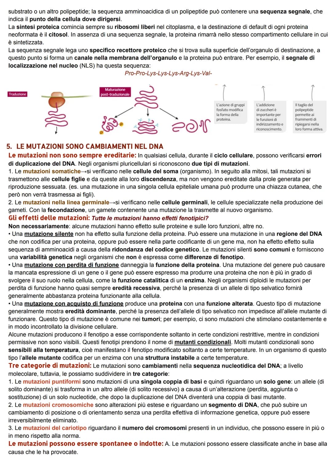 DAL DNA ALLE PROTEINE
1. LO STUDIO DELLA RELAZIONE TRA GENI E PROTEINE
La relazione tra geni ed enzimi: I genetisti statunitensi George W. B