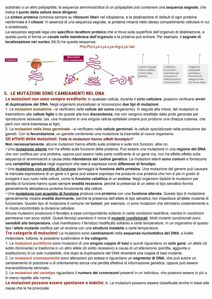 DAL DNA ALLE PROTEINE
1. LO STUDIO DELLA RELAZIONE TRA GENI E PROTEINE
La relazione tra geni ed enzimi: I genetisti statunitensi George W. B