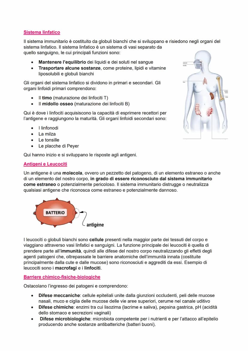 IL SISTEMA IMMUNITARIO
●
●
Immunità aspecifica o innata
> Veloce
●
Non specifica
Barriere:
- Chimiche
Fisiche
Biologiche
●
Cellulare:
●
Macr