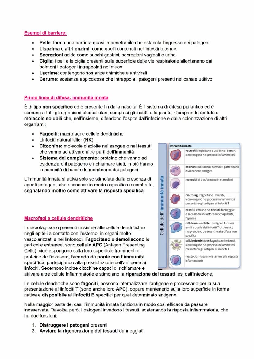 IL SISTEMA IMMUNITARIO
●
●
Immunità aspecifica o innata
> Veloce
●
Non specifica
Barriere:
- Chimiche
Fisiche
Biologiche
●
Cellulare:
●
Macr
