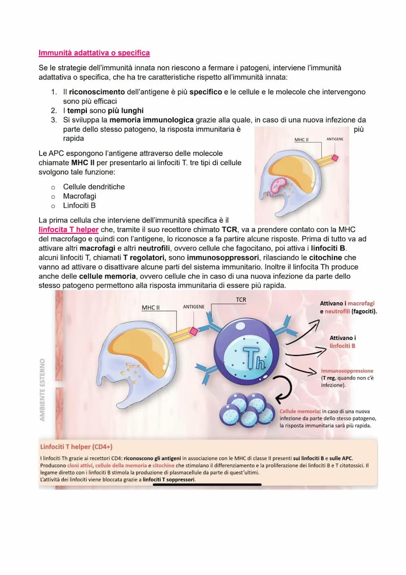 IL SISTEMA IMMUNITARIO
●
●
Immunità aspecifica o innata
> Veloce
●
Non specifica
Barriere:
- Chimiche
Fisiche
Biologiche
●
Cellulare:
●
Macr