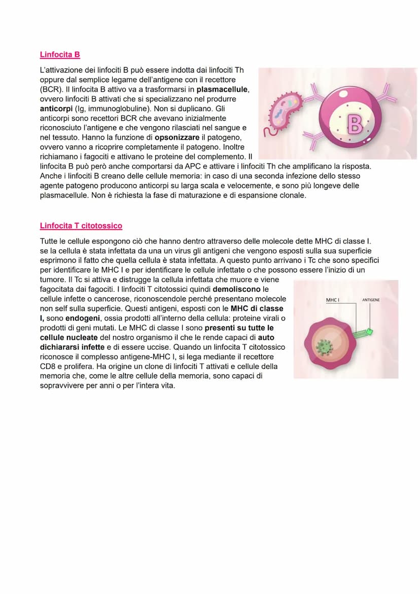 IL SISTEMA IMMUNITARIO
●
●
Immunità aspecifica o innata
> Veloce
●
Non specifica
Barriere:
- Chimiche
Fisiche
Biologiche
●
Cellulare:
●
Macr