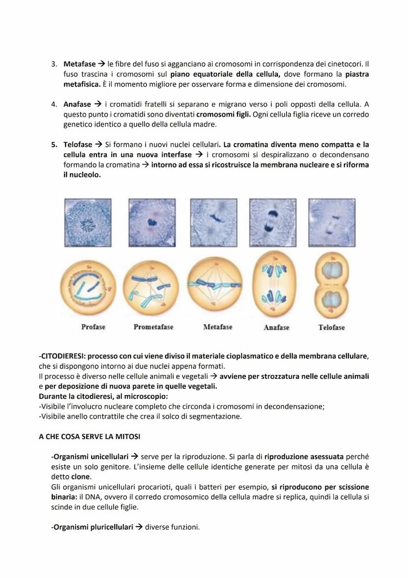 -DIVISIONE CELLULARE: processo tramite il quale una cellula madre dà origine a due cellule figlie.
Permette agli organismi di accrescersi e 