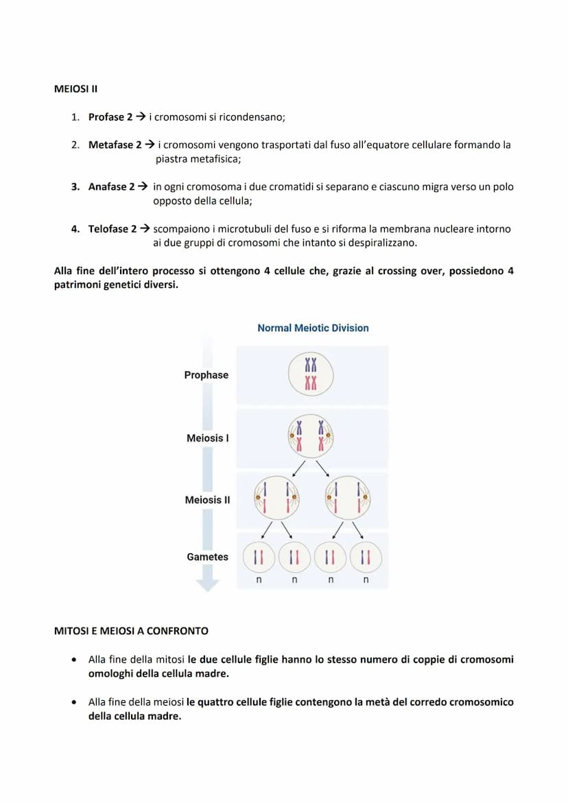 -DIVISIONE CELLULARE: processo tramite il quale una cellula madre dà origine a due cellule figlie.
Permette agli organismi di accrescersi e 