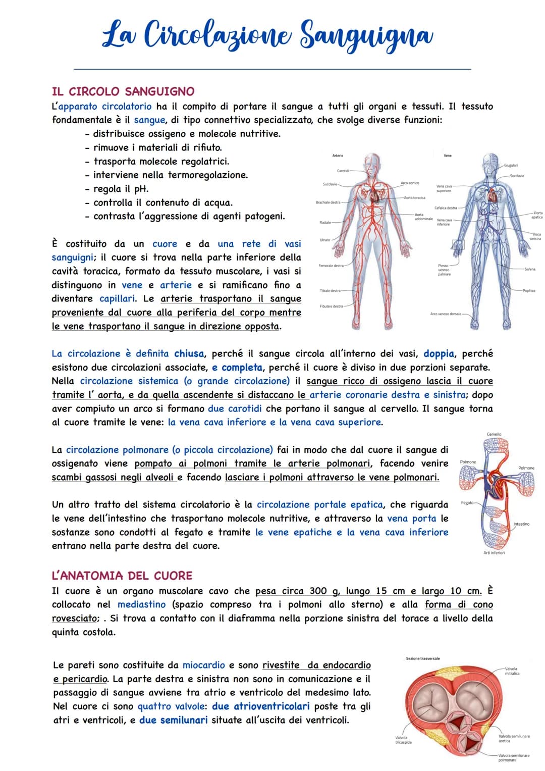 La Circolazione Sanguigna
IL CIRCOLO SANGUIGNO
L'apparato circolatorio ha il compito di portare il sangue a tutti gli organi e tessuti. Il t