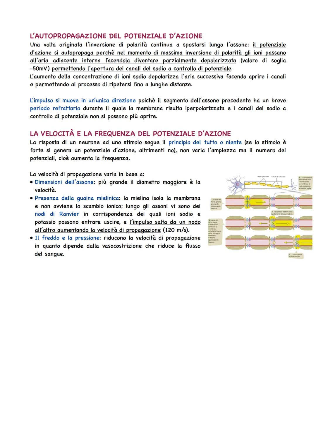 La Circolazione Sanguigna
IL CIRCOLO SANGUIGNO
L'apparato circolatorio ha il compito di portare il sangue a tutti gli organi e tessuti. Il t