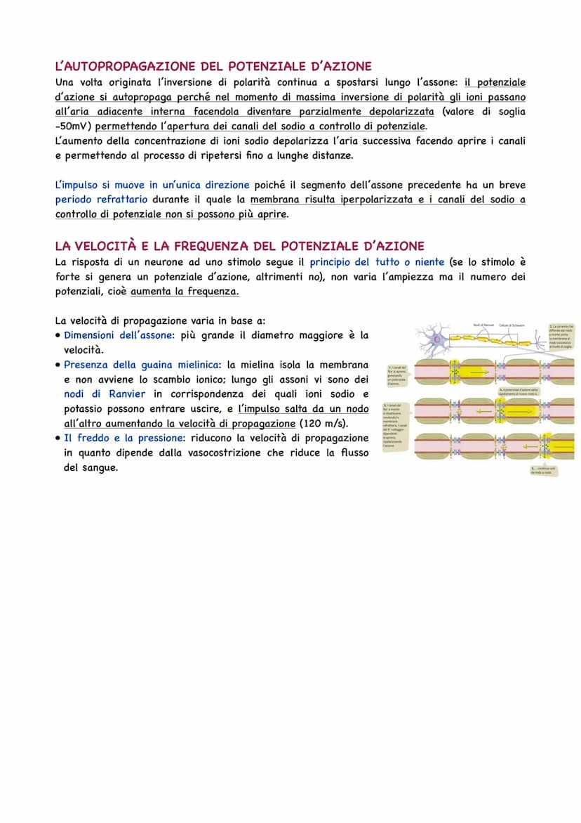 La Circolazione Sanguigna
IL CIRCOLO SANGUIGNO
L'apparato circolatorio ha il compito di portare il sangue a tutti gli organi e tessuti. Il t