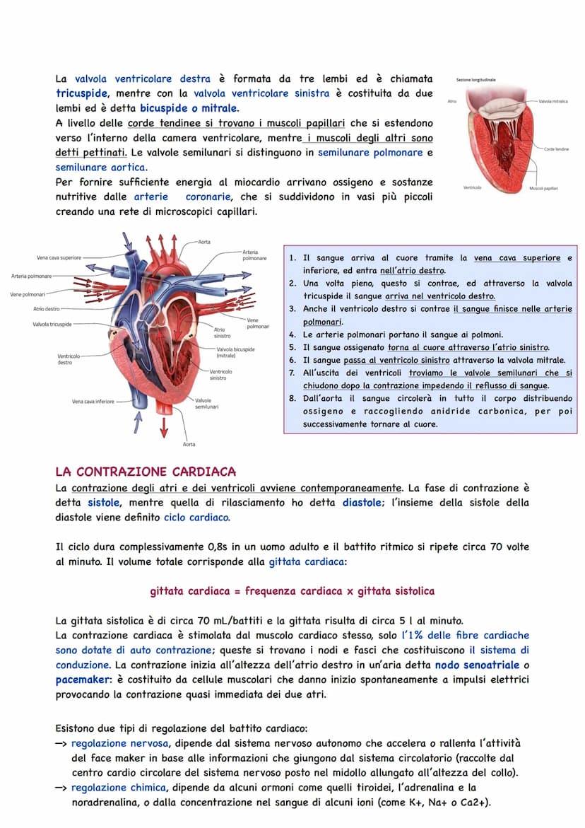 La Circolazione Sanguigna
IL CIRCOLO SANGUIGNO
L'apparato circolatorio ha il compito di portare il sangue a tutti gli organi e tessuti. Il t