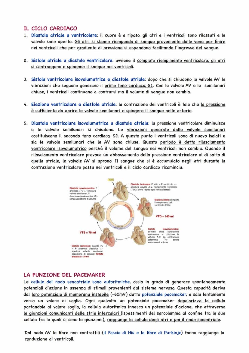 La Circolazione Sanguigna
IL CIRCOLO SANGUIGNO
L'apparato circolatorio ha il compito di portare il sangue a tutti gli organi e tessuti. Il t