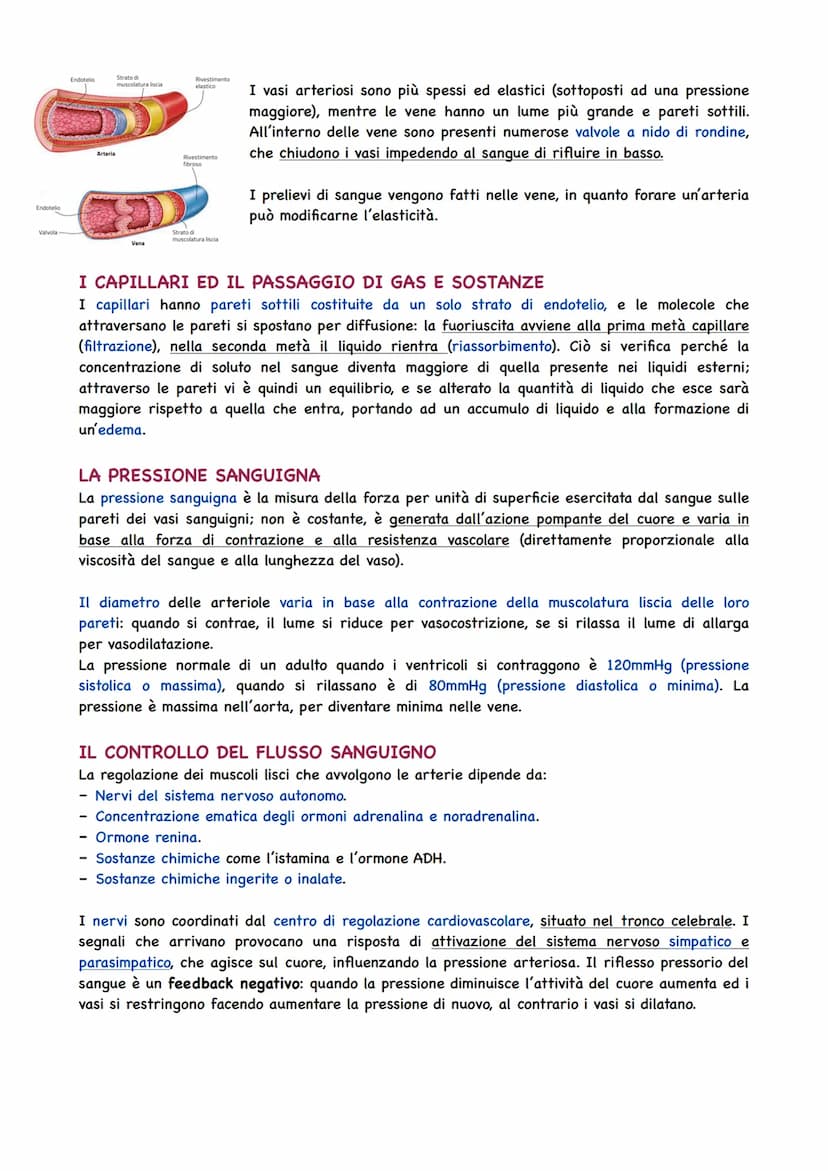 La Circolazione Sanguigna
IL CIRCOLO SANGUIGNO
L'apparato circolatorio ha il compito di portare il sangue a tutti gli organi e tessuti. Il t