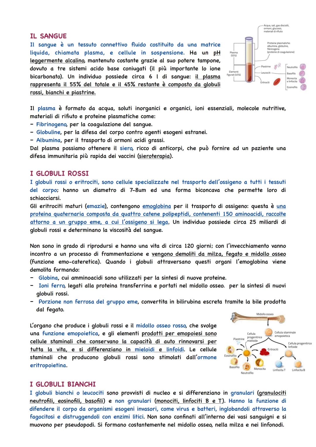 La Circolazione Sanguigna
IL CIRCOLO SANGUIGNO
L'apparato circolatorio ha il compito di portare il sangue a tutti gli organi e tessuti. Il t
