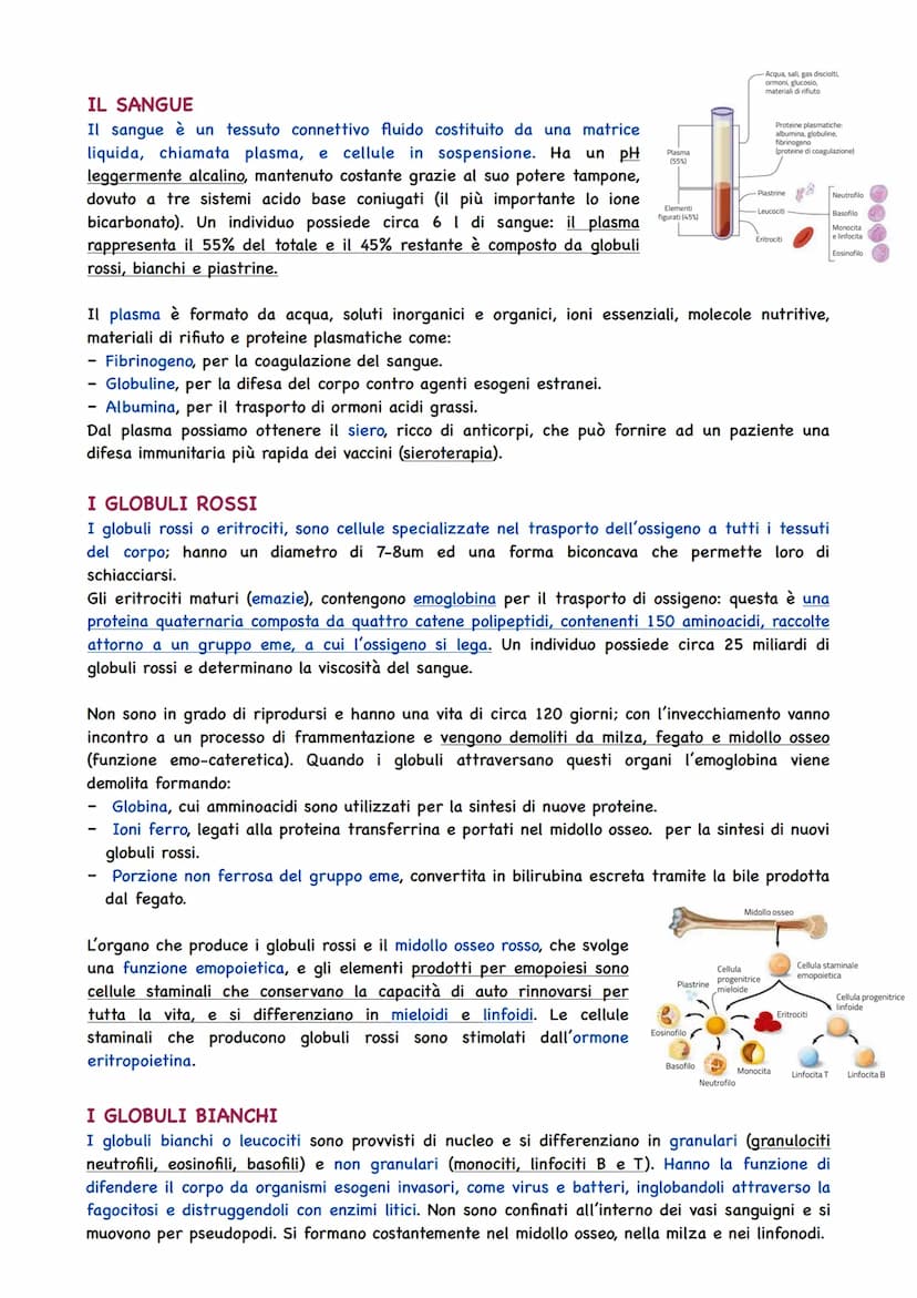 La Circolazione Sanguigna
IL CIRCOLO SANGUIGNO
L'apparato circolatorio ha il compito di portare il sangue a tutti gli organi e tessuti. Il t