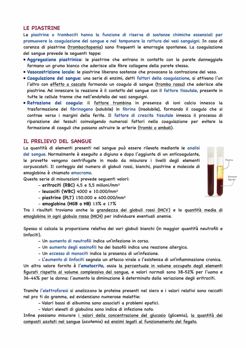 La Circolazione Sanguigna
IL CIRCOLO SANGUIGNO
L'apparato circolatorio ha il compito di portare il sangue a tutti gli organi e tessuti. Il t