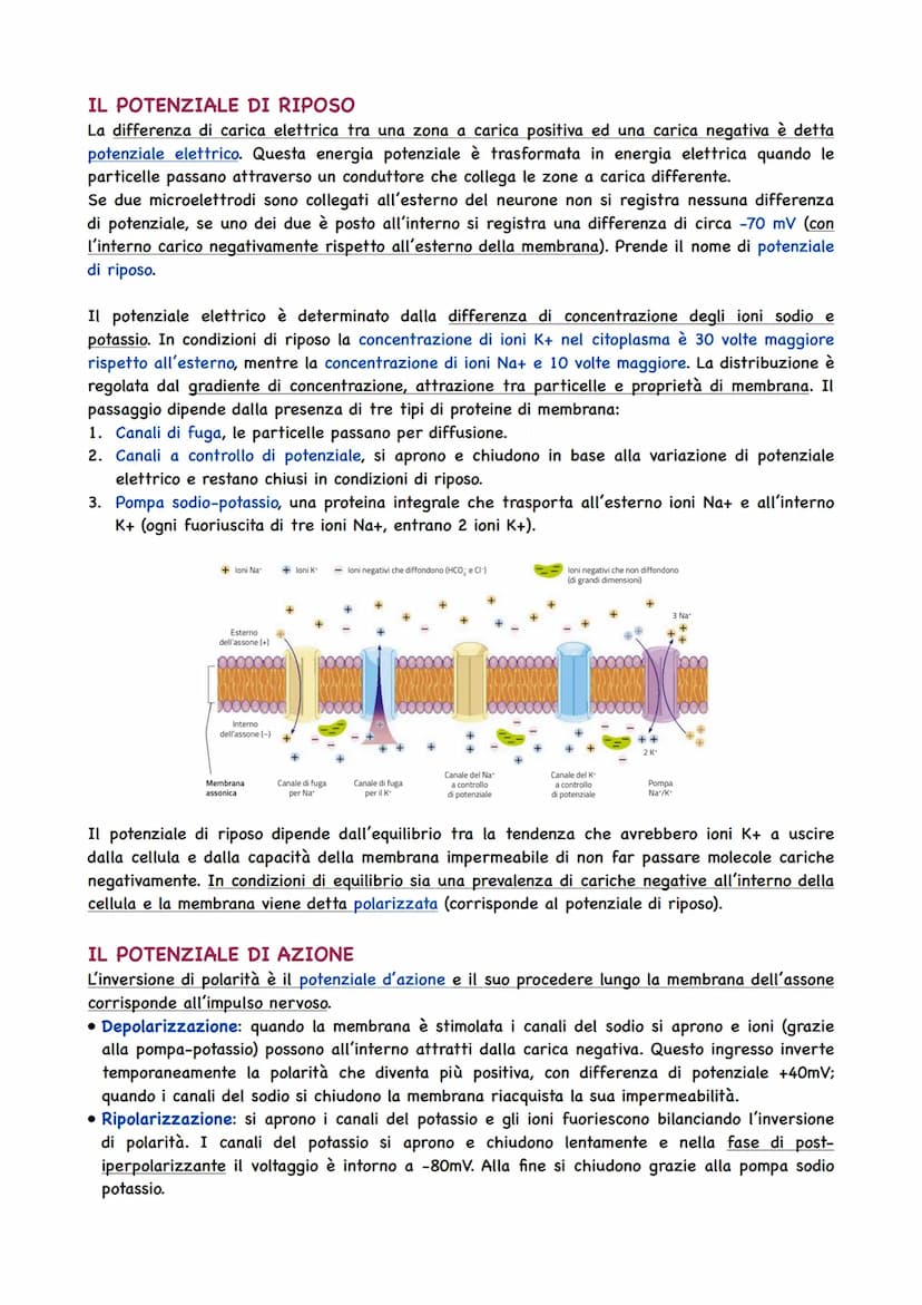 La Circolazione Sanguigna
IL CIRCOLO SANGUIGNO
L'apparato circolatorio ha il compito di portare il sangue a tutti gli organi e tessuti. Il t