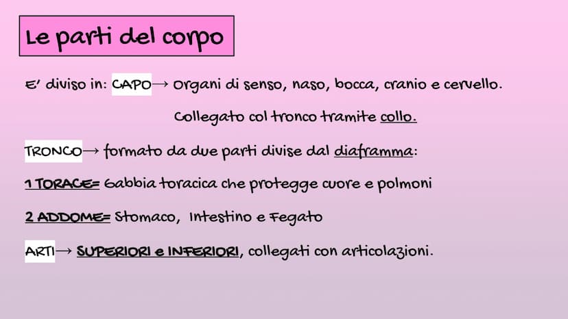 Il Corpo Umano
Sistema
Muscolare
organizzazione
Sistema
Scheletrico Le parti del corpo
E' diviso in: CAPO→ Organi di senso, naso, bocca, cra