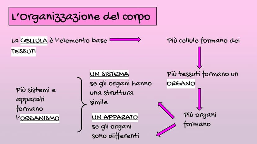 Il Corpo Umano
Sistema
Muscolare
organizzazione
Sistema
Scheletrico Le parti del corpo
E' diviso in: CAPO→ Organi di senso, naso, bocca, cra