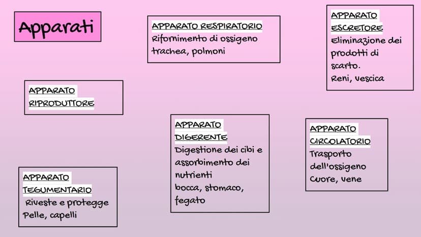 Il Corpo Umano
Sistema
Muscolare
organizzazione
Sistema
Scheletrico Le parti del corpo
E' diviso in: CAPO→ Organi di senso, naso, bocca, cra