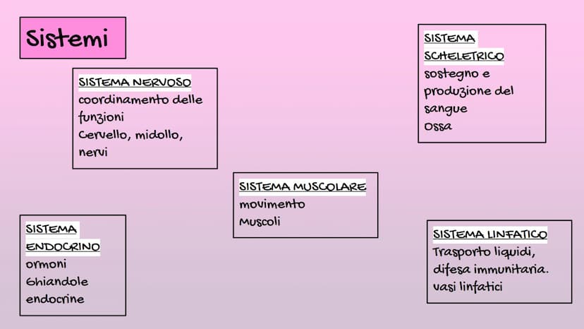 Il Corpo Umano
Sistema
Muscolare
organizzazione
Sistema
Scheletrico Le parti del corpo
E' diviso in: CAPO→ Organi di senso, naso, bocca, cra