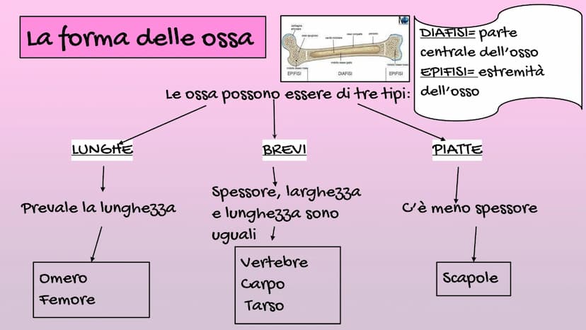 Il Corpo Umano
Sistema
Muscolare
organizzazione
Sistema
Scheletrico Le parti del corpo
E' diviso in: CAPO→ Organi di senso, naso, bocca, cra