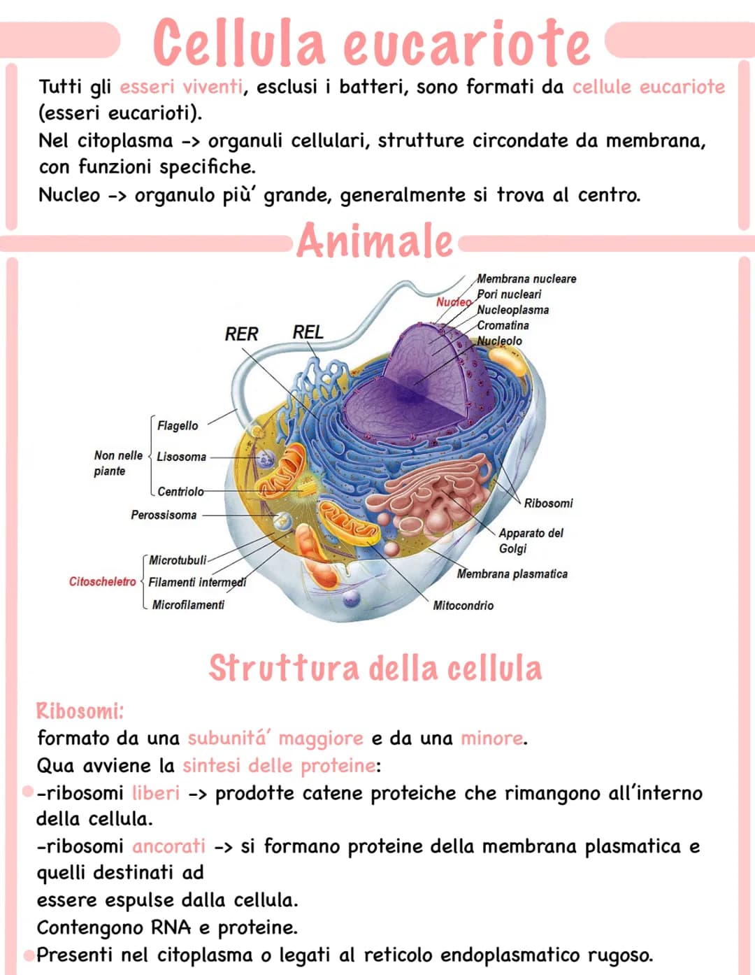 
<p>Tutti gli esseri viventi, esclusi i batteri, sono formati da cellule eucariote (esseri eucarioti). Le cellule eucariote contengono organ