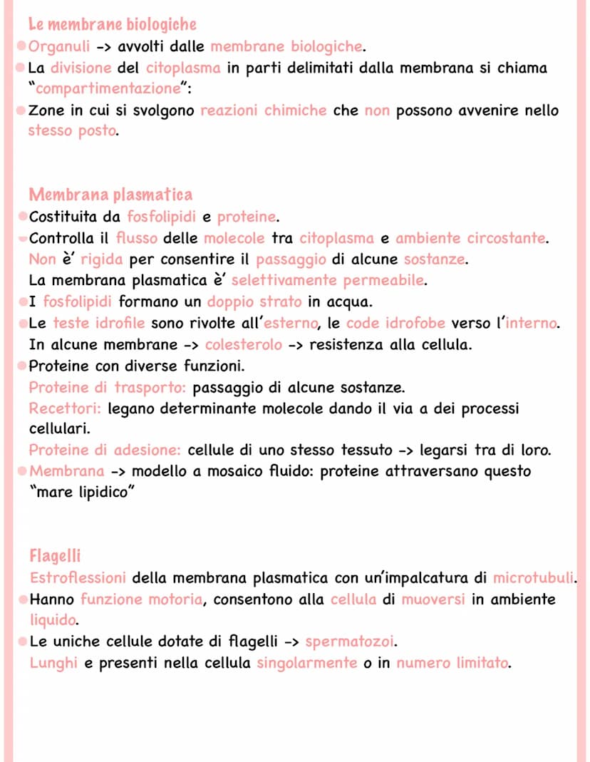 
<p>Tutti gli esseri viventi, esclusi i batteri, sono formati da cellule eucariote (esseri eucarioti). Le cellule eucariote contengono organ