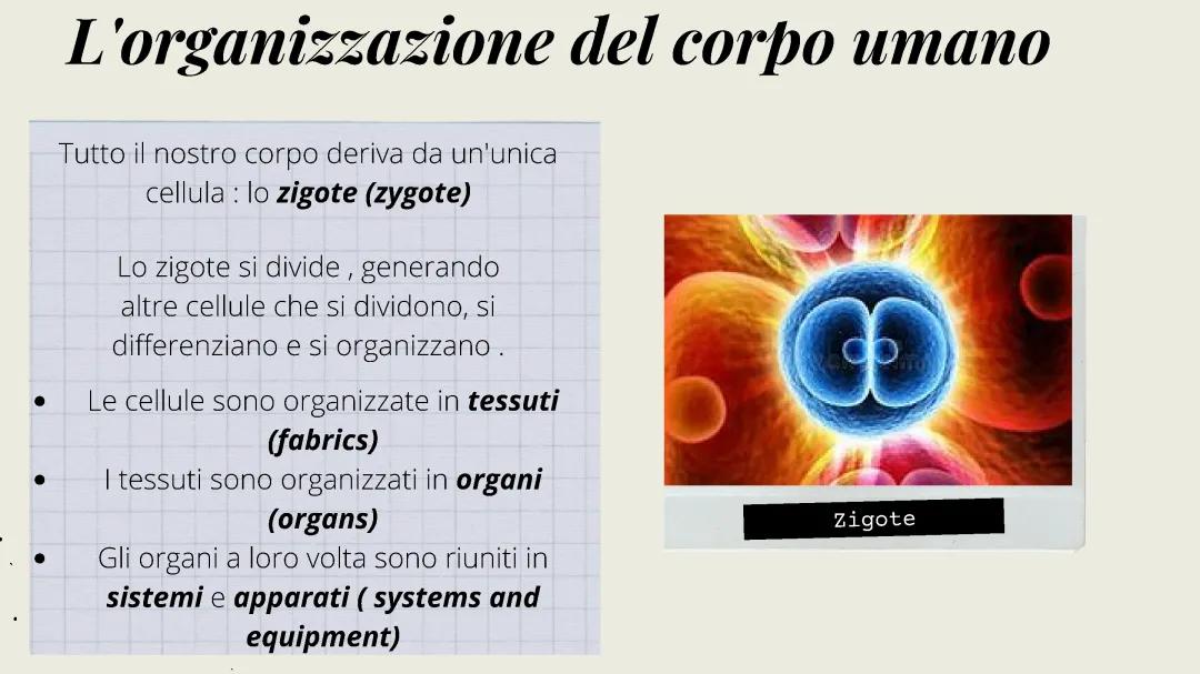 Organizzazione del corpo umano 
