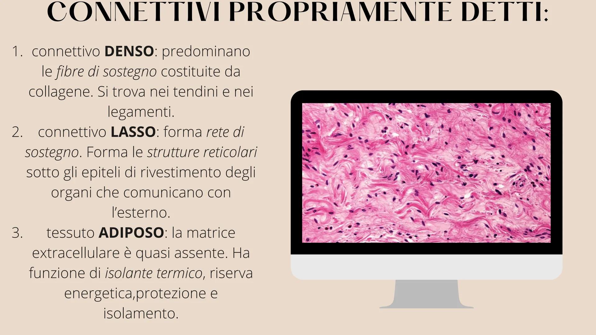 L'organizzazione del corpo umano
Tutto il nostro corpo deriva da un'unica
cellula: lo zigote (zygote)
Lo zigote si divide, generando
altre c