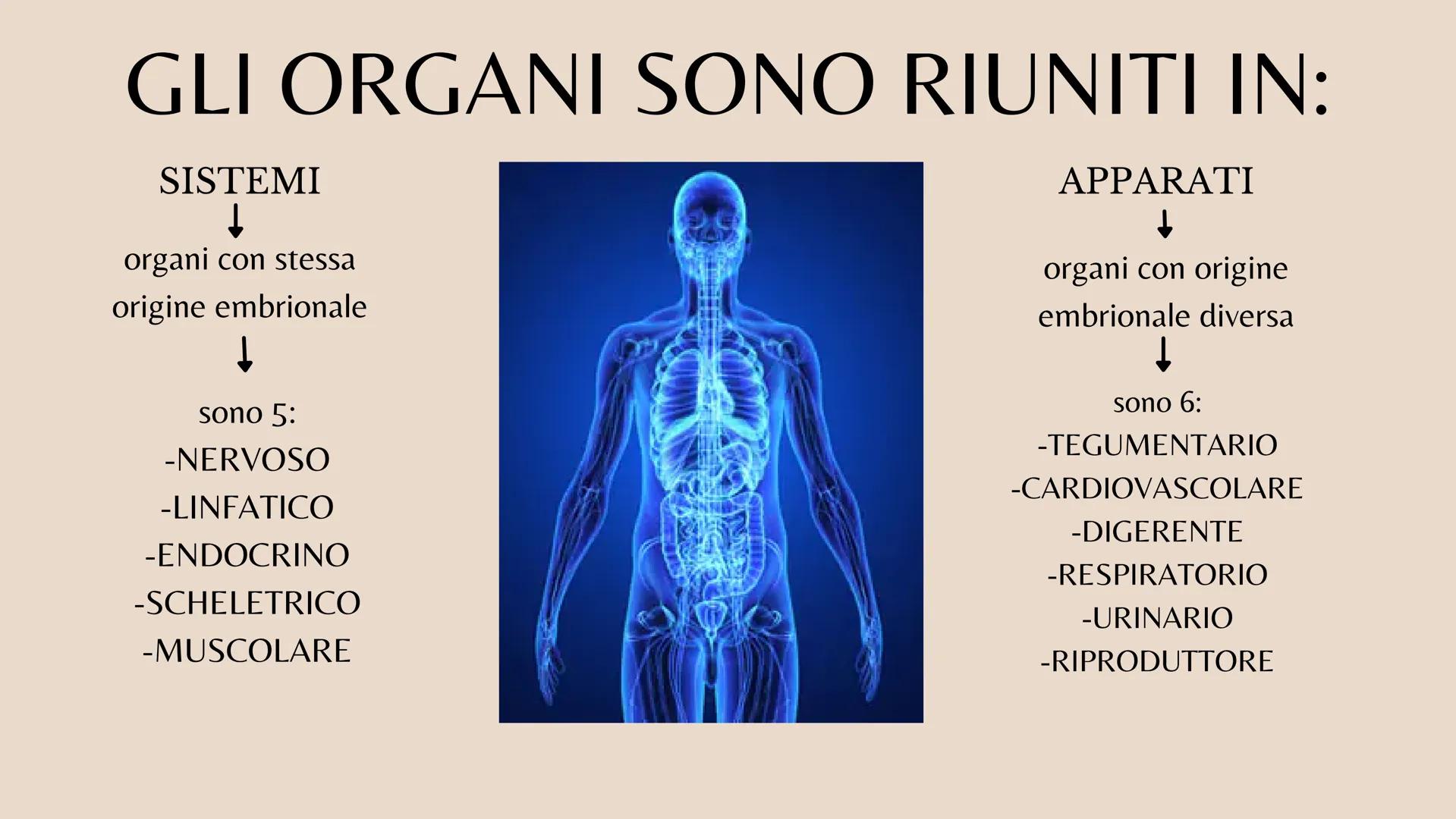 L'organizzazione del corpo umano
Tutto il nostro corpo deriva da un'unica
cellula: lo zigote (zygote)
Lo zigote si divide, generando
altre c