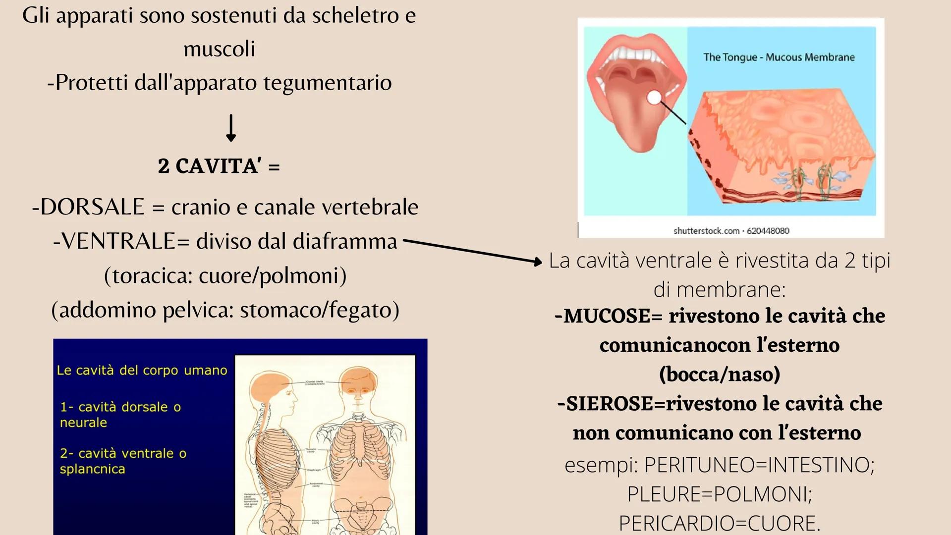 L'organizzazione del corpo umano
Tutto il nostro corpo deriva da un'unica
cellula: lo zigote (zygote)
Lo zigote si divide, generando
altre c