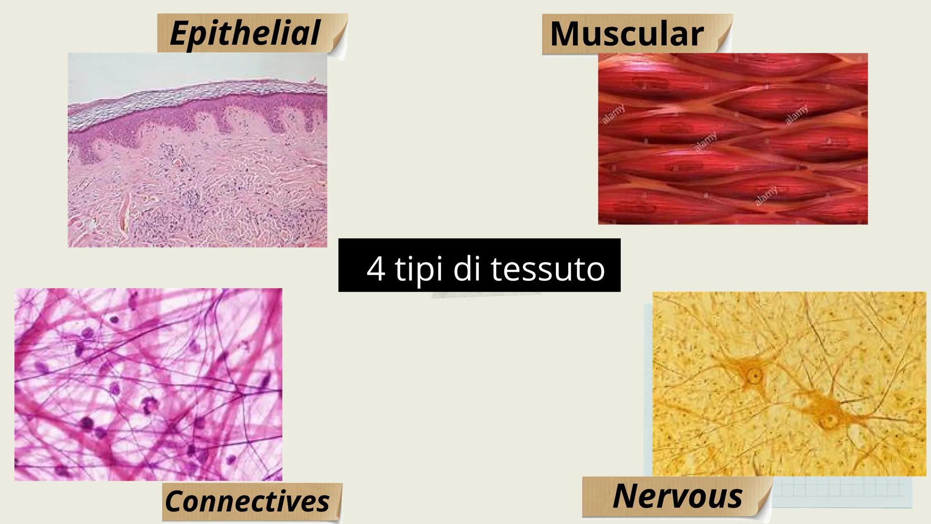 L'organizzazione del corpo umano
Tutto il nostro corpo deriva da un'unica
cellula: lo zigote (zygote)
Lo zigote si divide, generando
altre c