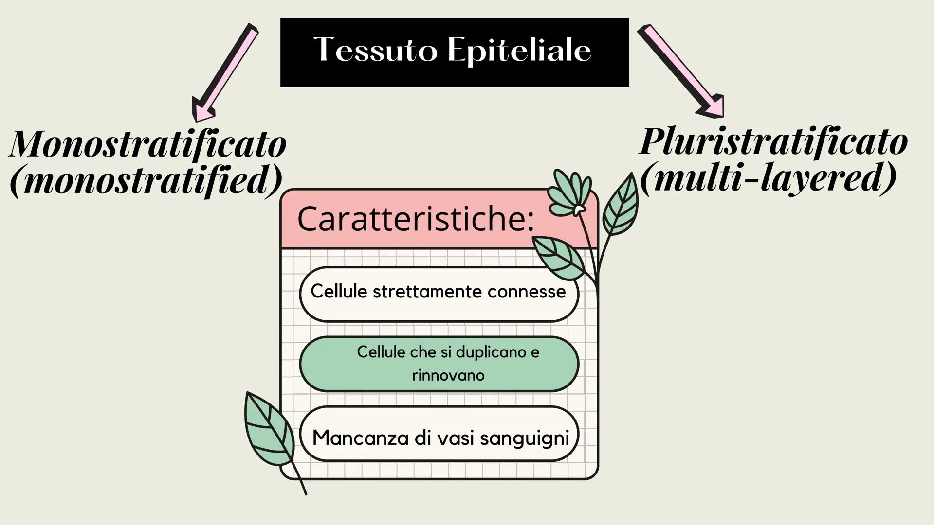 L'organizzazione del corpo umano
Tutto il nostro corpo deriva da un'unica
cellula: lo zigote (zygote)
Lo zigote si divide, generando
altre c