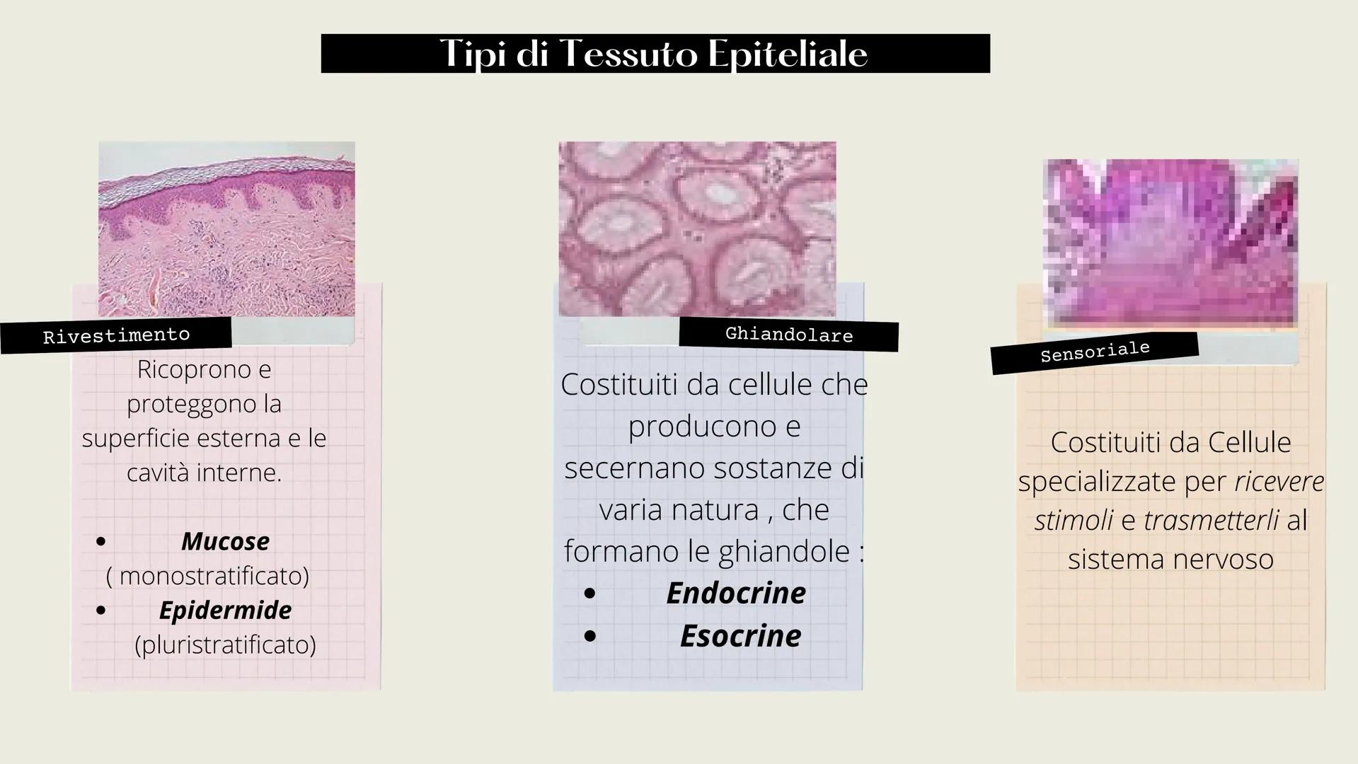 L'organizzazione del corpo umano
Tutto il nostro corpo deriva da un'unica
cellula: lo zigote (zygote)
Lo zigote si divide, generando
altre c