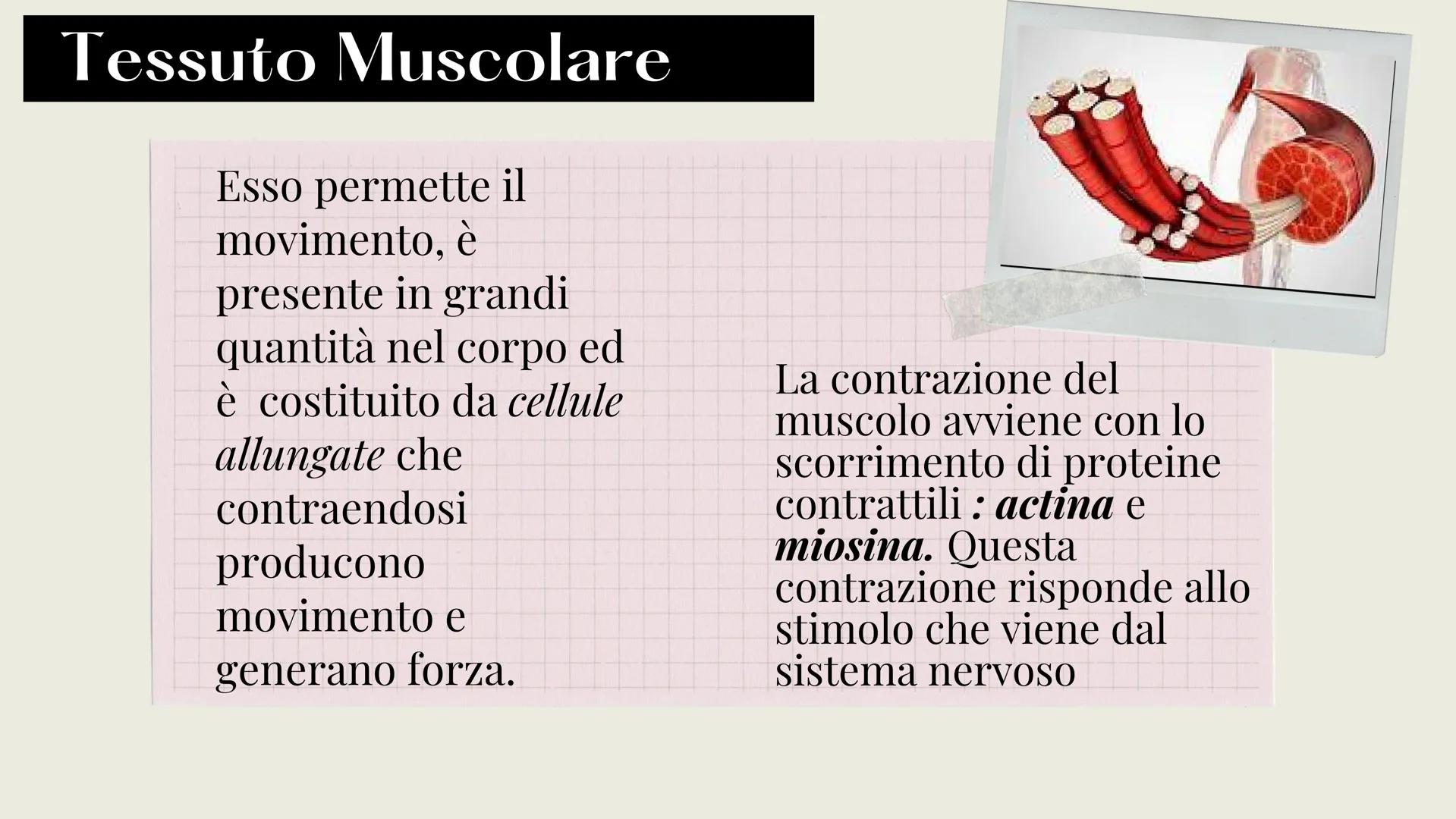 L'organizzazione del corpo umano
Tutto il nostro corpo deriva da un'unica
cellula: lo zigote (zygote)
Lo zigote si divide, generando
altre c